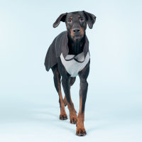PAIKKA Recovery Wintershirt Grau für Hunde