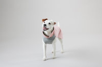 Recovery Wintershirt Rosa für Hunde 45