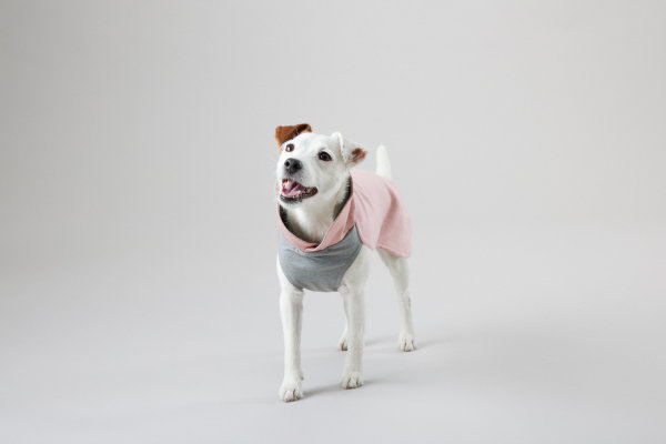 Recovery Wintershirt Rosa für Hunde 50