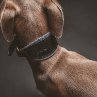 Hundehalsband Windhund  XS 24-28cm Nackenband 4cm