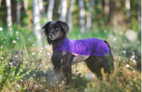 JumppaPomppa Hundepullover violet