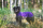JumppaPomppa Hundepullover violet 40
