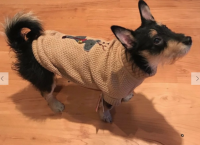 Tweed Rentier Hundepullover S