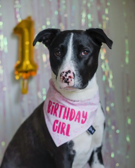 Hunde-Halstuch für Geburtstagsparty