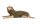 Lill´s Hundebademantel aus Bio-Baumwolle olive M
