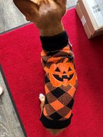 Halloween Hundepullover Rückenlänge 33cm